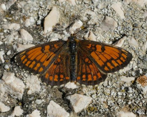 Melitaea athalia